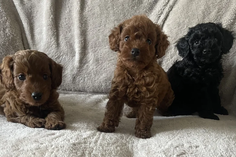 Cockapoo