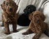 Cockapoo
