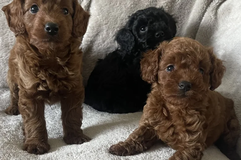 Cockapoo