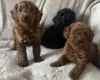 Cockapoo