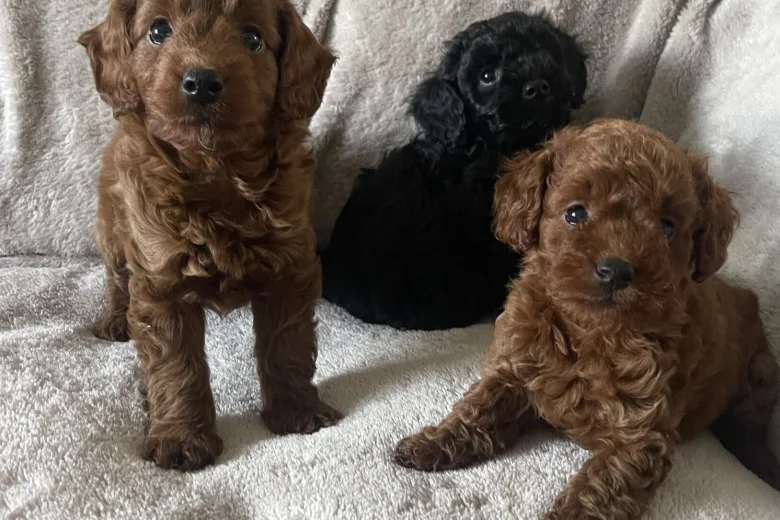 Cockapoo