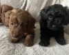 Cockapoo