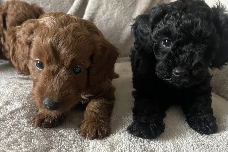 Cockapoo