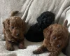 Cockapoo