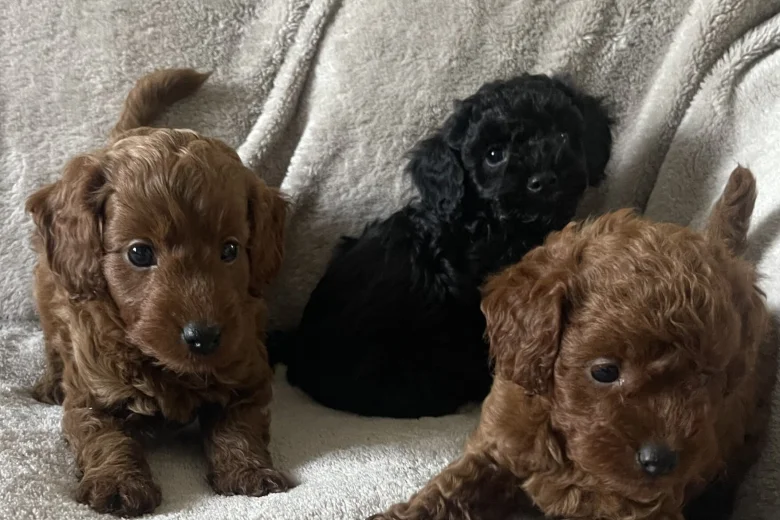 Cockapoo