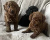 Cockapoo