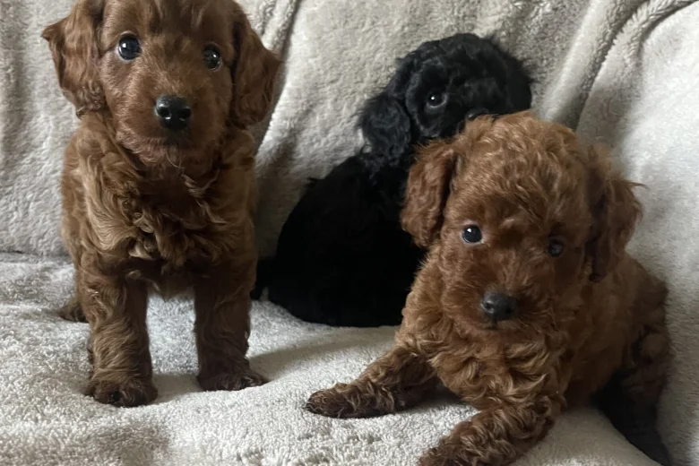 Cockapoo
