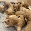 Cockapoo