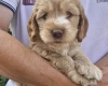 Cockapoo