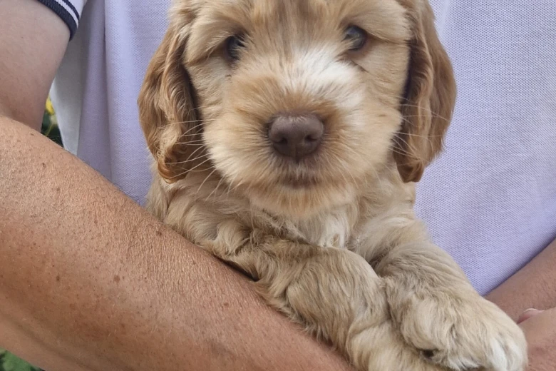 Cockapoo