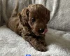 Cockapoo