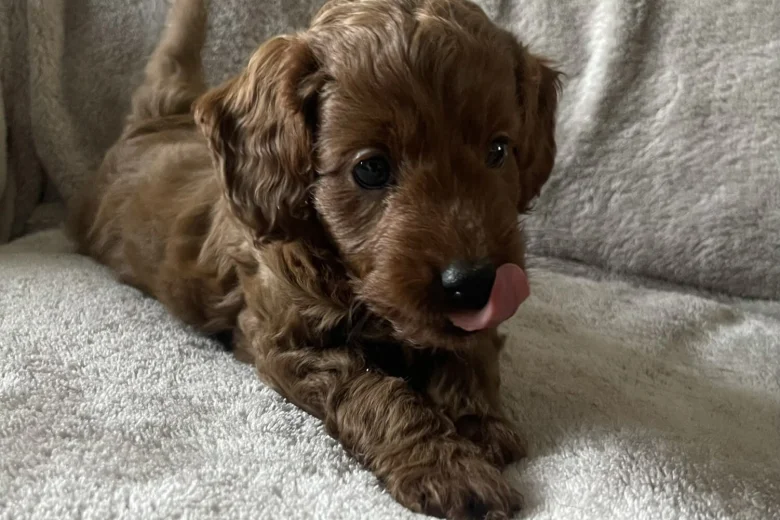 Cockapoo
