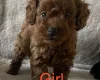 Cockapoo