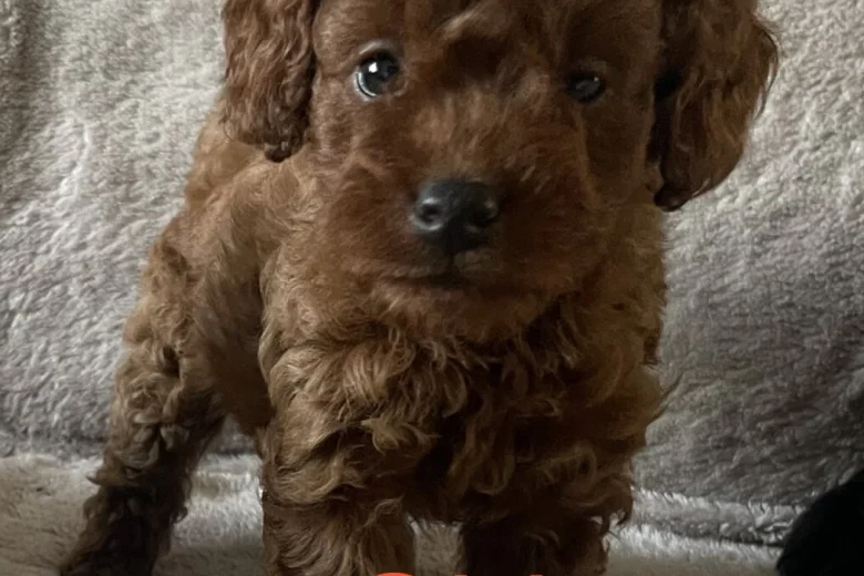 Cockapoo