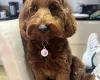 Cockapoo
