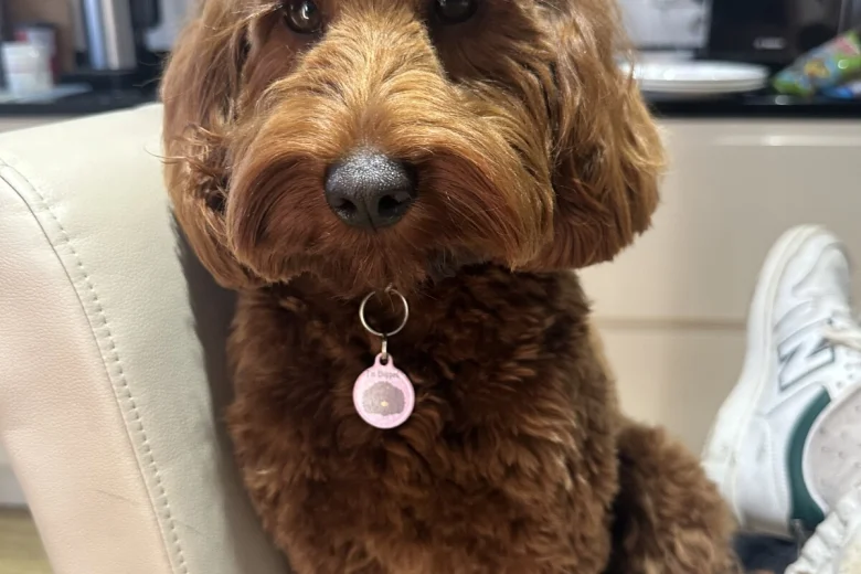 Cockapoo