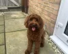 Cockapoo