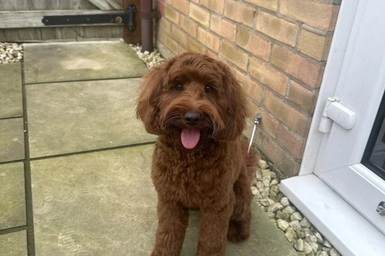 Cockapoo