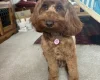 Cockapoo