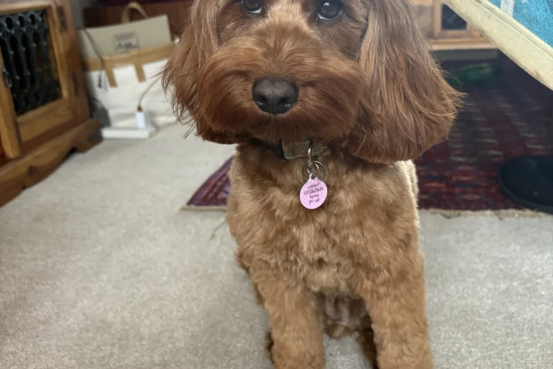 Cockapoo