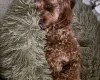 Cockapoo