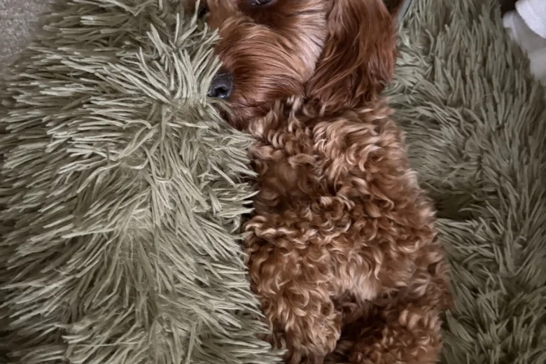 Cockapoo