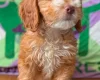 Cockapoo