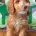 Cockapoo