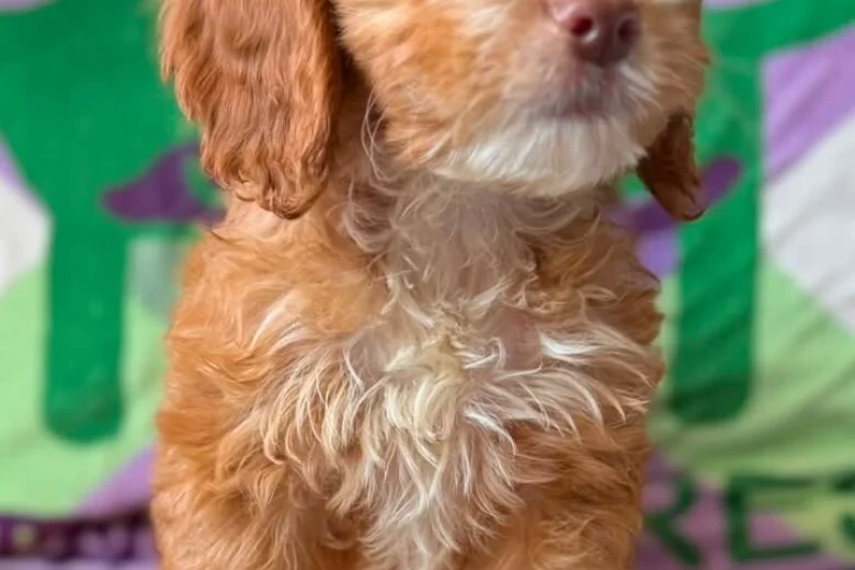 Cockapoo