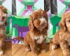 Cockapoo