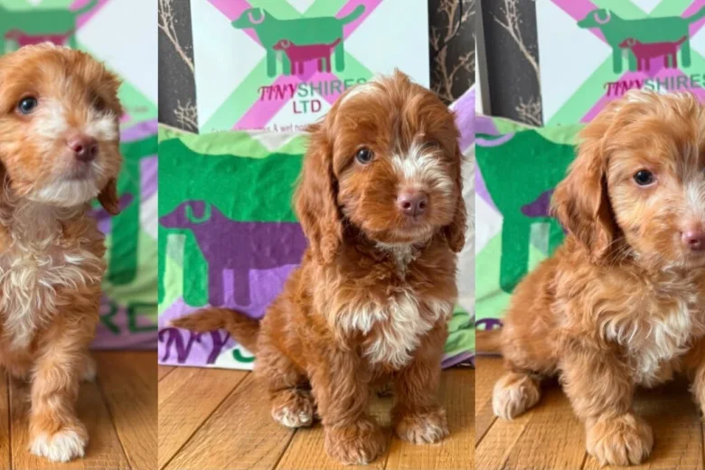Cockapoo
