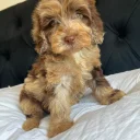 Cockapoo