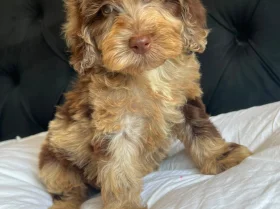Cockapoo