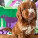Cockapoo