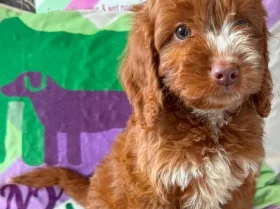 Cockapoo