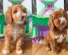 Cockapoo