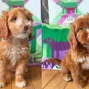Cockapoo