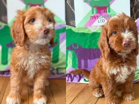 Cockapoo