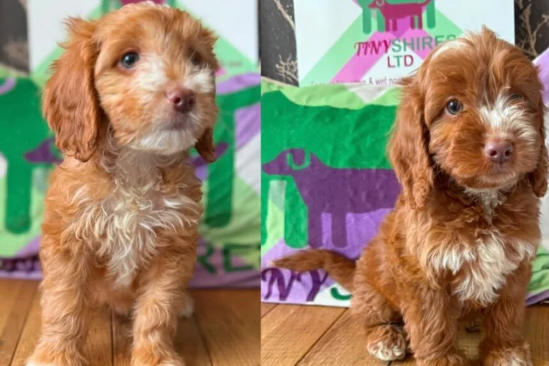 Cockapoo