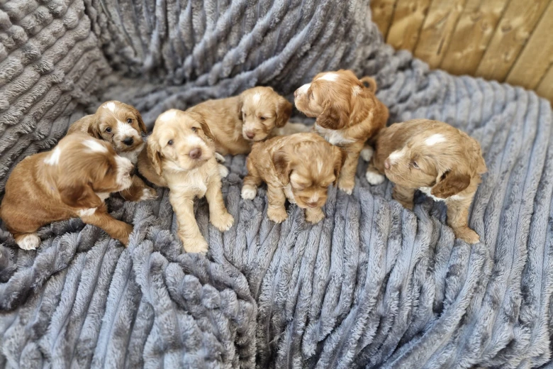 Cockapoo