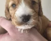 Cockapoo
