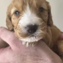 Cockapoo