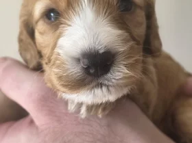 Cockapoo