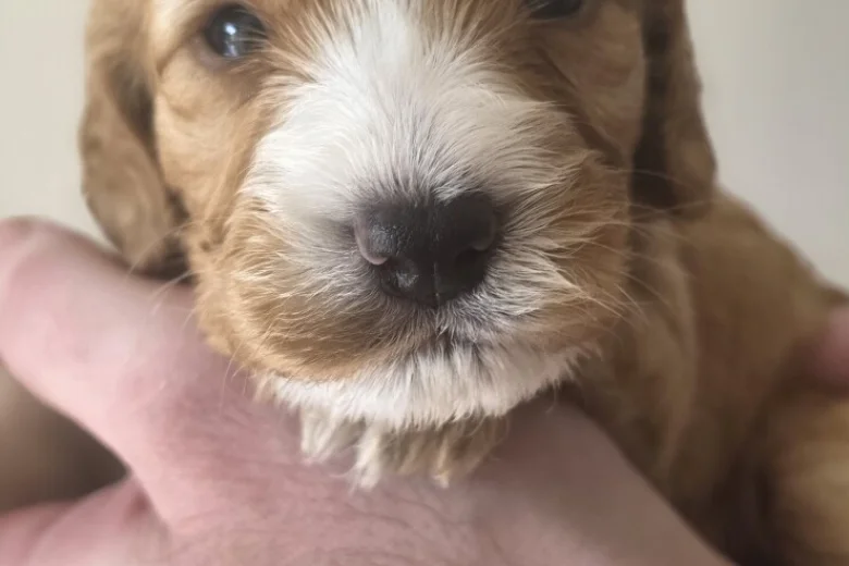 Cockapoo