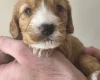 Cockapoo