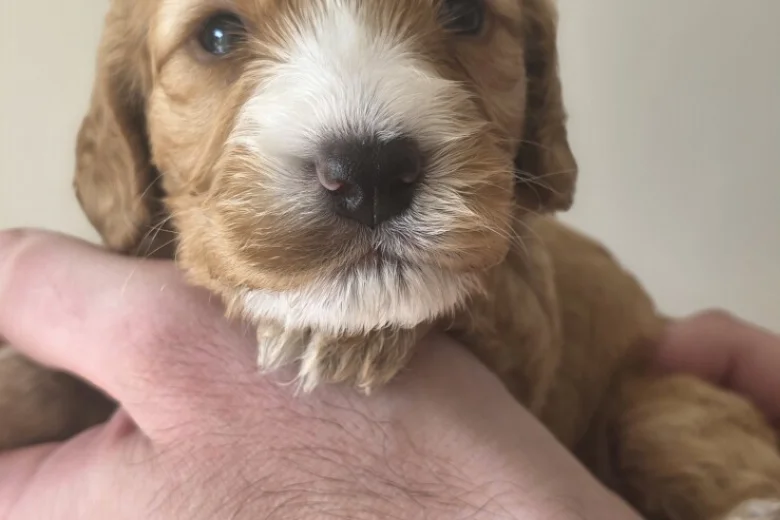 Cockapoo