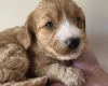 Cockapoo
