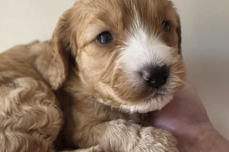 Cockapoo