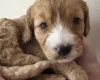 Cockapoo