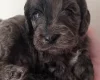 Cockapoo